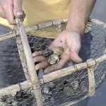 pêche à pied